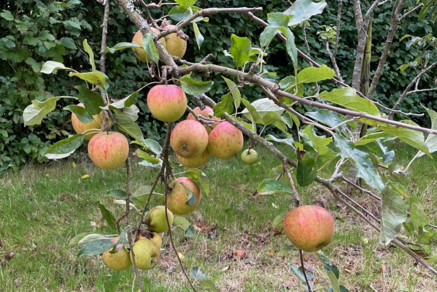 Cox apple harvest in the Holt garden in late autumn